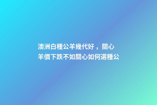 澳洲白種公羊幾代好，關心羊價下跌不如關心如何選種公-第1張-觀點-玄機派